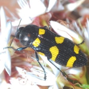 Castiarina australasiae at Paddys River, ACT - 10 Nov 2020 10:38 PM