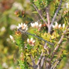 Austroargiolestes calcaris (Powdered Flatwing) at Paddys River, ACT - 10 Nov 2020 by Harrisi