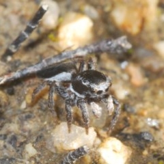 Maratus proszynskii (Peacock spider) at Gibraltar Pines - 10 Nov 2020 by Harrisi