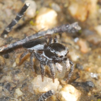 Maratus proszynskii (Peacock spider) at Paddys River, ACT - 10 Nov 2020 by Harrisi