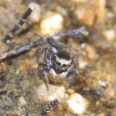 Maratus proszynskii at Paddys River, ACT - 10 Nov 2020