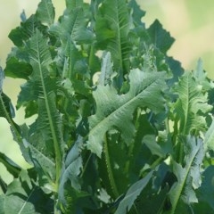 Lactuca serriola (Prickly Lettuce) at Wodonga, VIC - 9 Nov 2020 by Kyliegw