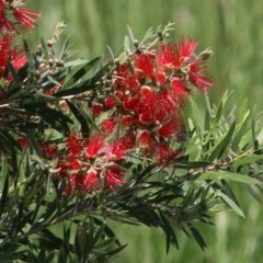 Callistemon citrinus (Crimson Bottlebrush) at Wodonga, VIC - 9 Nov 2020 by KylieWaldon