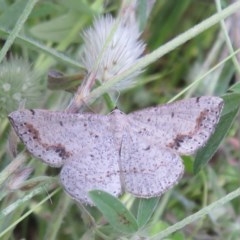 Taxeotis intextata (Looper Moth, Grey Taxeotis) at Holt, ACT - 10 Nov 2020 by Christine