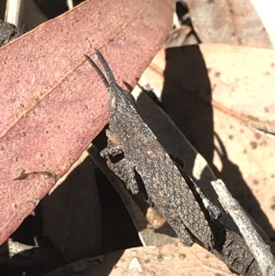 Goniaea opomaloides (Mimetic Gumleaf Grasshopper) at Bruce, ACT - 10 Nov 2020 by MattFox