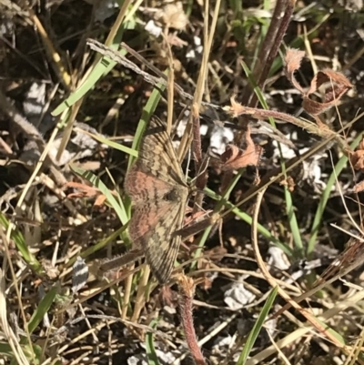 Scopula rubraria (Reddish Wave, Plantain Moth) at Bruce Ridge to Gossan Hill - 9 Nov 2020 by MattFox