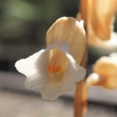 Gastrodia sesamoides (Cinnamon Bells) at Acton, ACT - 10 Nov 2020 by shoko