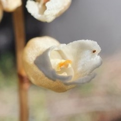 Gastrodia sesamoides at Acton, ACT - 11 Nov 2020