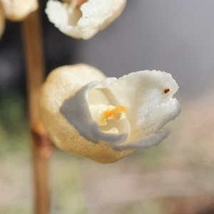 Gastrodia sesamoides at Acton, ACT - suppressed