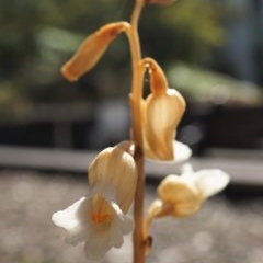 Gastrodia sesamoides at Acton, ACT - suppressed