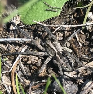 Tasmanicosa sp. (genus) at Bruce, ACT - 10 Nov 2020