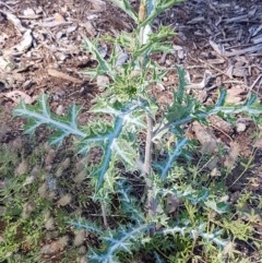 Argemone ochroleuca subsp. ochroleuca (Mexican Poppy, Prickly Poppy) at Lyneham Wetland - 11 Nov 2020 by trevorpreston