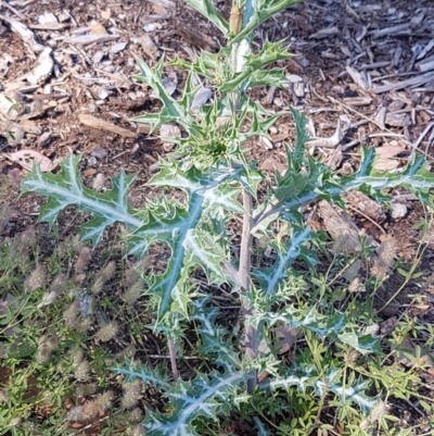 Argemone ochroleuca subsp. ochroleuca (Mexican Poppy, Prickly Poppy) at Lyneham Wetland - 11 Nov 2020 by trevorpreston