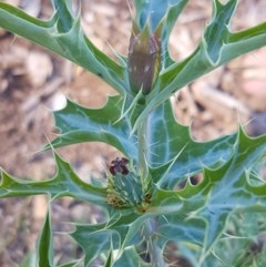 Argemone ochroleuca subsp. ochroleuca at Lyneham Wetland - 11 Nov 2020