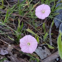 Convolvulus angustissimus subsp. angustissimus (Australian Bindweed) at Lyneham, ACT - 10 Nov 2020 by tpreston