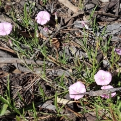 Convolvulus angustissimus subsp. angustissimus at Lyneham Wetland - 11 Nov 2020