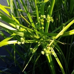 Cyperus eragrostis (Umbrella Sedge) at Lyneham, ACT - 10 Nov 2020 by tpreston