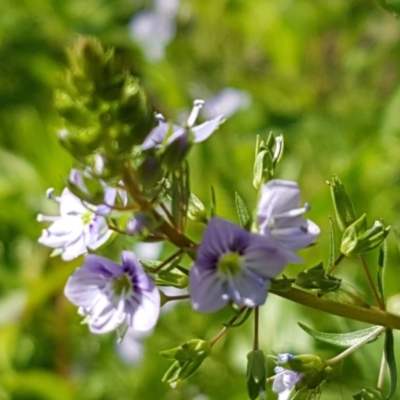 Veronica anagallis-aquatica (Blue Water Speedwell) at Lyneham, ACT - 11 Nov 2020 by trevorpreston