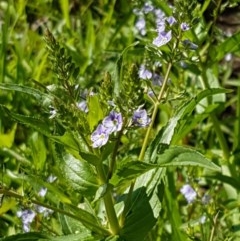 Veronica anagallis-aquatica at Lyneham, ACT - 11 Nov 2020