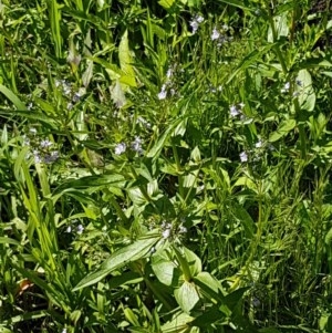 Veronica anagallis-aquatica at Lyneham, ACT - 11 Nov 2020