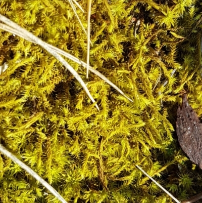 Triquetrella (A trailing moss) at Lyneham Wetland - 11 Nov 2020 by trevorpreston