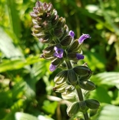 Salvia verbenaca var. verbenaca (Wild Sage) at Lyneham, ACT - 11 Nov 2020 by trevorpreston