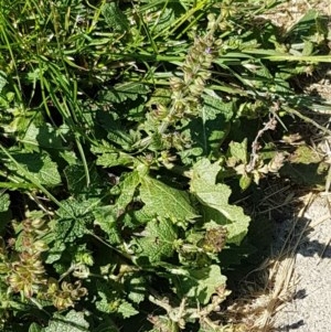 Salvia verbenaca var. verbenaca at Lyneham, ACT - 11 Nov 2020