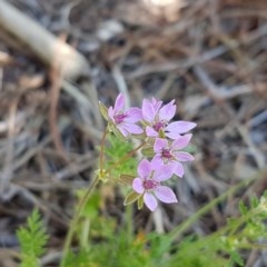 Erodium cicutarium (Common Storksbill, Common Crowfoot) at Lyneham, ACT - 10 Nov 2020 by tpreston