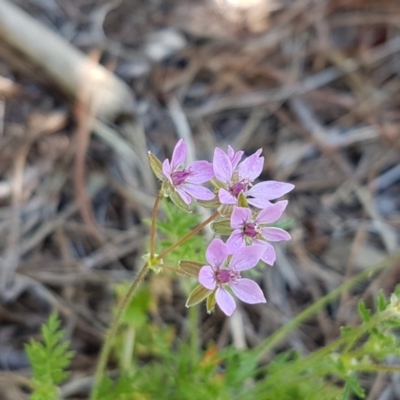 Erodium cicutarium (Common Storksbill, Common Crowfoot) at Lyneham, ACT - 10 Nov 2020 by tpreston