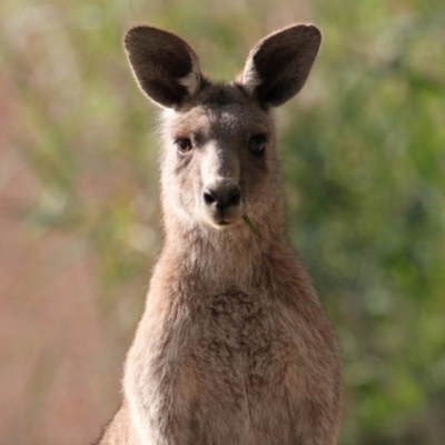 Macropus giganteus (Eastern Grey Kangaroo) at Albury - 2 Nov 2020 by PaulF