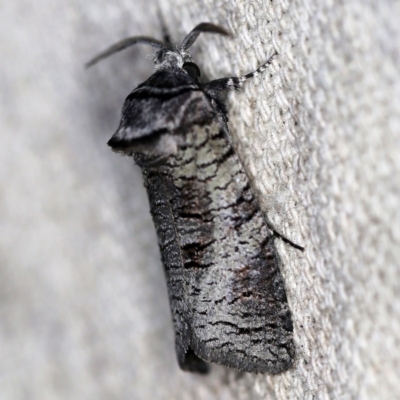 Culama glauca (A Wood moth) at O'Connor, ACT - 10 Nov 2020 by ibaird