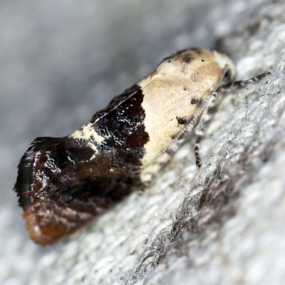 Hypertropha chlaenota (A Gelechioid moth) at O'Connor, ACT - 10 Nov 2020 by ibaird