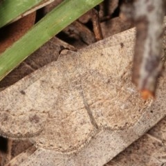 Taxeotis intextata (Looper Moth, Grey Taxeotis) at Bruce Ridge to Gossan Hill - 8 Nov 2020 by kasiaaus