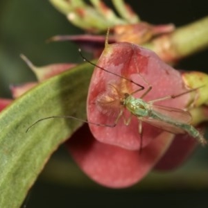 Chironomidae (family) at Bruce, ACT - 9 Nov 2020