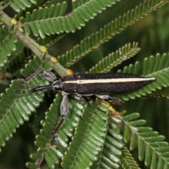 Rhinotia suturalis at Bruce, ACT - 9 Nov 2020