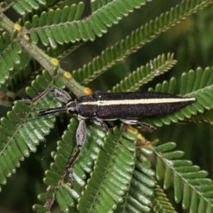 Rhinotia suturalis at Bruce, ACT - 9 Nov 2020