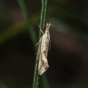 Thema macroscia at Bruce, ACT - 9 Nov 2020 10:29 AM