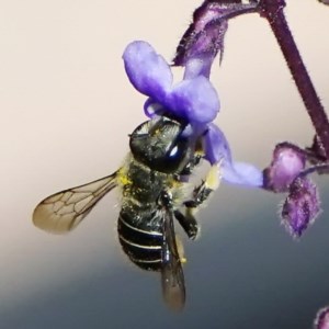 Pseudoanthidium (Immanthidium) repetitum at Page, ACT - 11 Nov 2020