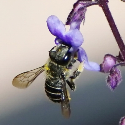 Pseudoanthidium (Immanthidium) repetitum (African carder bee) at Page, ACT - 11 Nov 2020 by DonTaylor