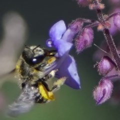 Pseudoanthidium (Immanthidium) repetitum at Page, ACT - 11 Nov 2020