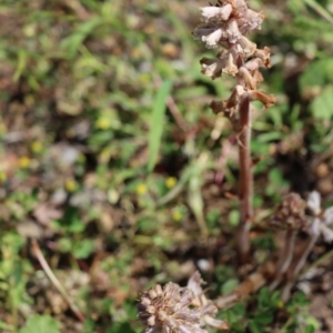 Orobanche minor at Gundaroo, NSW - 10 Nov 2020 12:55 PM