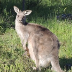 Macropus giganteus (Eastern Grey Kangaroo) at Conder, ACT - 20 Oct 2020 by michaelb