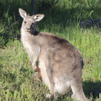 Macropus giganteus (Eastern Grey Kangaroo) at Tuggeranong Hill - 20 Oct 2020 by michaelb