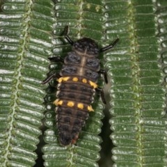 Harmonia conformis (Common Spotted Ladybird) at Bruce, ACT - 9 Nov 2020 by kasiaaus