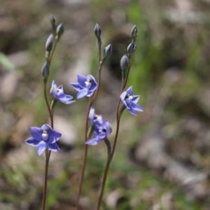 Thelymitra sp. at Cook, ACT - suppressed