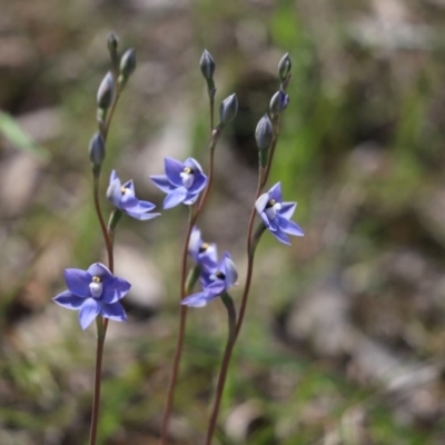 Thelymitra sp. (A Sun Orchid) at Cook, ACT - 21 Oct 2020 by Tammy