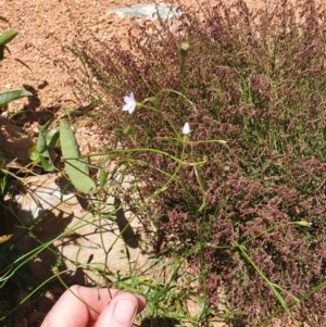 Wahlenbergia multicaulis at Gundaroo, NSW - 11 Nov 2020