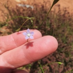 Wahlenbergia multicaulis at Gundaroo, NSW - 11 Nov 2020