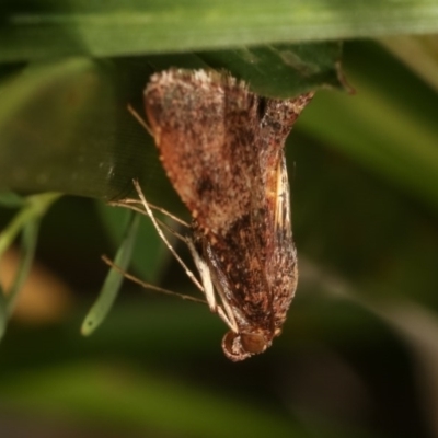 Pyralidae (family) (A Pyralid Moth) at Bruce, ACT - 8 Nov 2020 by kasiaaus