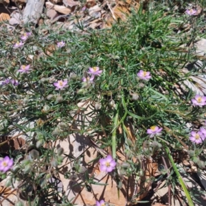 Spergularia rubra at Gundaroo, NSW - 10 Nov 2020